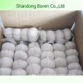 Export Hot Sale Normal White Garlic